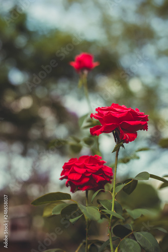 Rosa vermelha 3