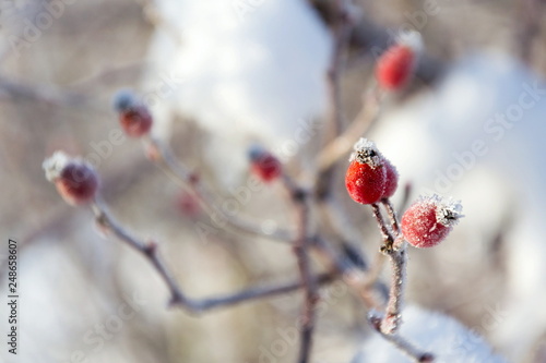 Beautiful frosty red hips of wild dog rose, peaceful sunny winter day against clear blue sky background, copy space