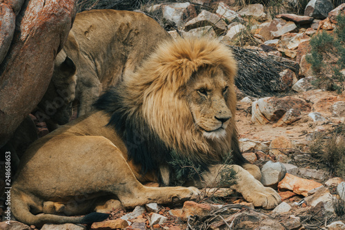 A Lion lying under a rock