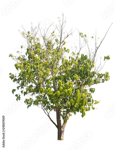 Sacred fig tree isolated on white background