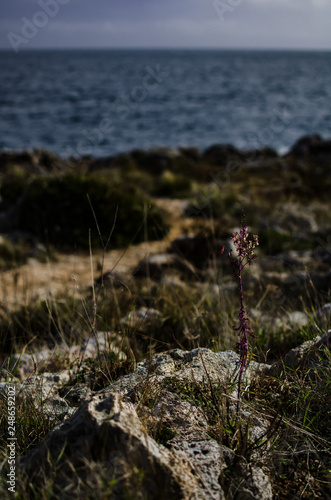 flower on top of mountain © PaoloIus