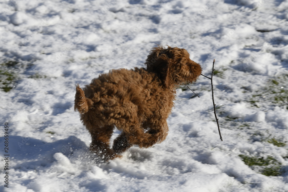cockapoo playing with stick in snow