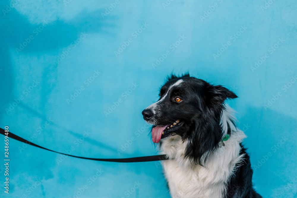 Dog with a blue wall behind in a sunny day Dog with a blue wall behind in a sunny day