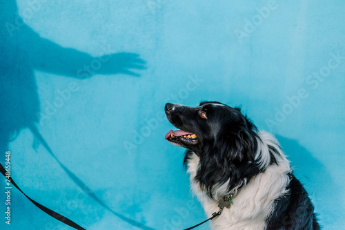 Dog with a blue wall behind in a sunny day