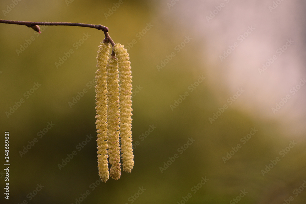 Yellow Birch Catkins in Early Spring Yellow Birch Catkins in Early Spring