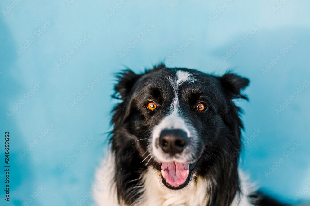 Dog with a blue wall behind in a sunny day