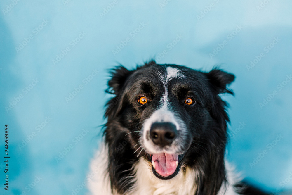 Dog with a blue wall behind in a sunny day Dog with a blue wall behind in a sunny day