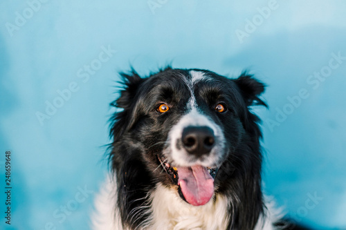 Dog with a blue wall behind in a sunny day © Estrella Andrade