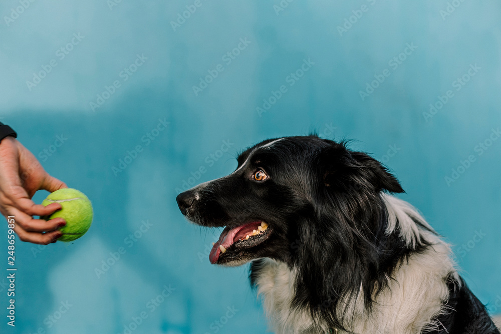 Dog with a blue wall behind in a sunny day Dog with a blue wall behind in a sunny day