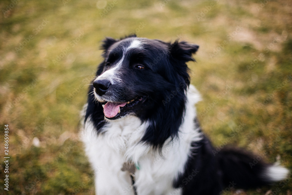 Dog in the park looking at the horizon