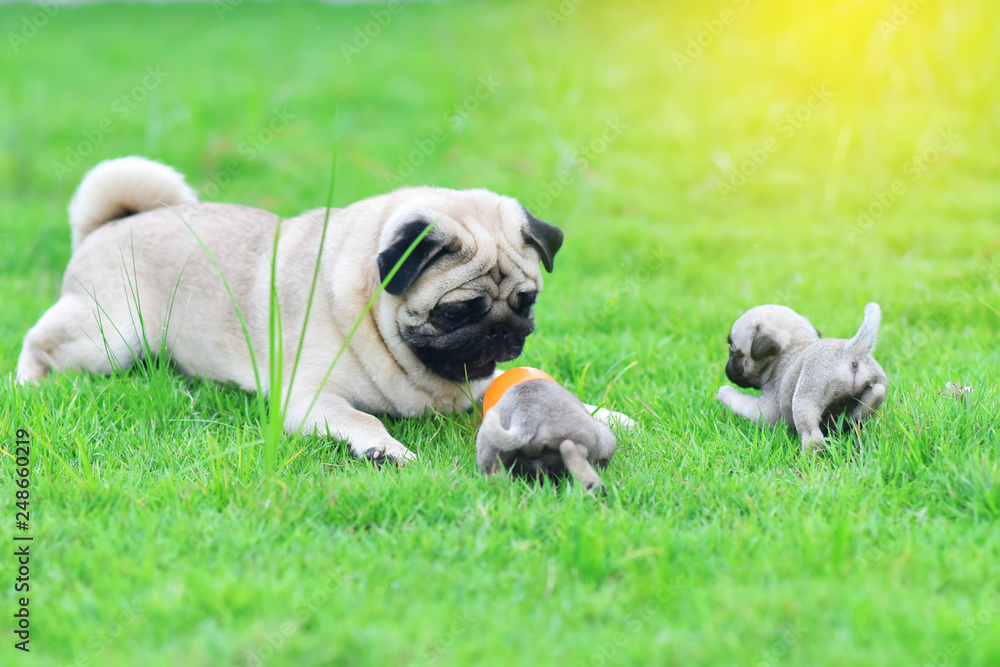 Pug family, Cute puppies brown Pug playing with their mother in green lawn