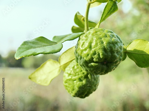 Tableau sur toile Bergamot (Kaffir Lime, Citrus hystrix, Rutaceae) is a bunch and fresh green leaves hang on the branches of bergamot trees in the garden