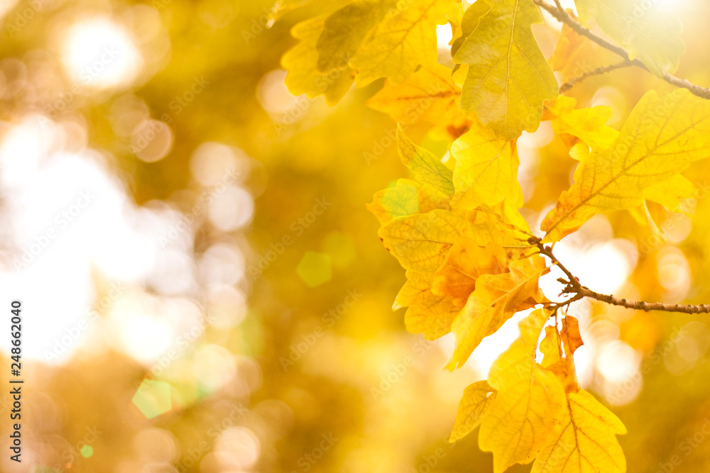 Golden autumn leaves on a sunny day. Great season texture with fall mood. Nature autumn background. Selective focus, copy space. Golden autumn leaves on a sunny day. Great season texture with fall mood. Nature autumn background. Selective focus, copy space.