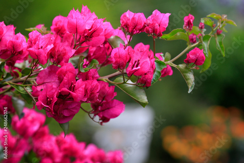 Bougainvillea oder Bougainville Blüten photo