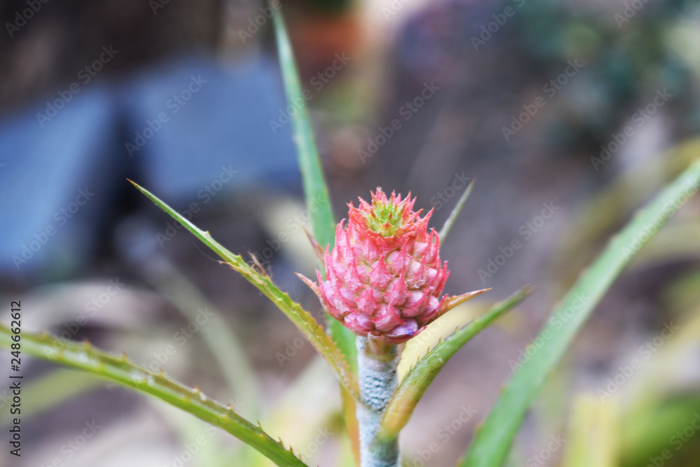pink flower pink flower