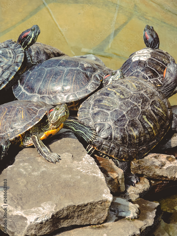 Red-eared Slider (Trachemys scripta elegans) Common slider Turtle wild animal. turtles ,Turtles on the stone,beautiful turtles. Reptile animals.Turtles Sunning photo, basking and swimming in the sun Red-eared Slider (Trachemys scripta elegans) Common slider Turtle wild animal. turtles ,Turtles on the stone,beautiful turtles. Reptile animals.Turtles Sunning photo, basking and swimming in the sun