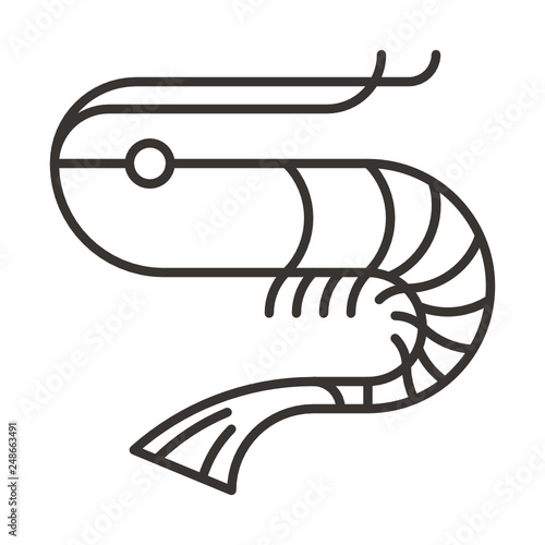 shrimp  sea  animals