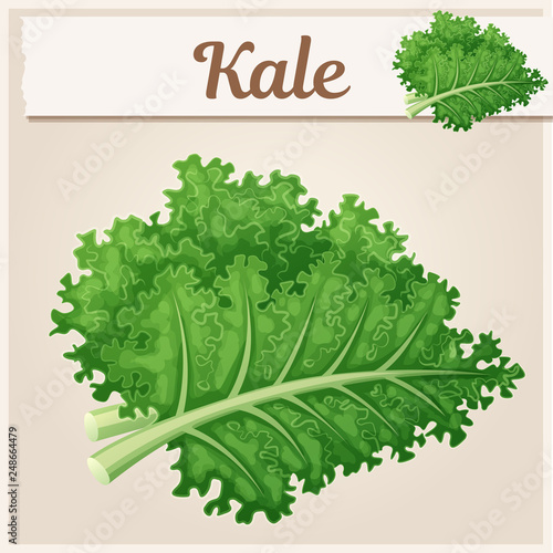 Kale vegetable icon. Cartoon vector illustration. Series of food and drink and ingredients for cooking