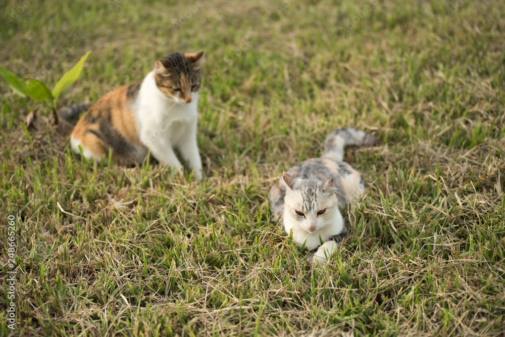 two cat family two cat family