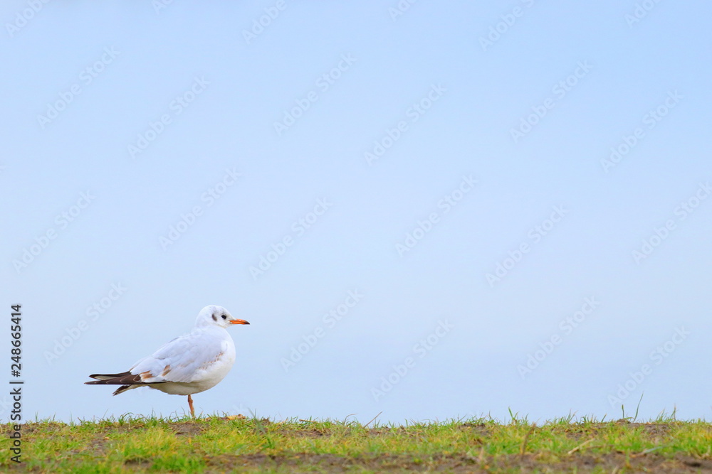 Fototapeta premium River gull on the lake coast