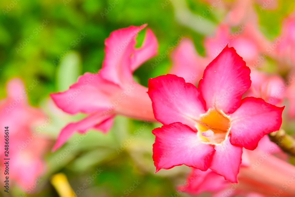 Adenium or desert rose,Impala Lily,Mock Azalea flower with background nature from the garden in spring day tropical design for wallpaper have copy space and text.