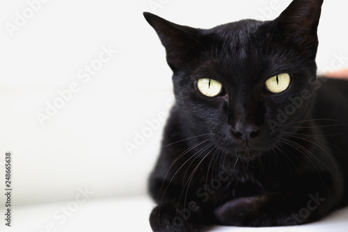 Fototapeta Naklejka Na Ścianę i Meble -  Black cat laying on the floor.