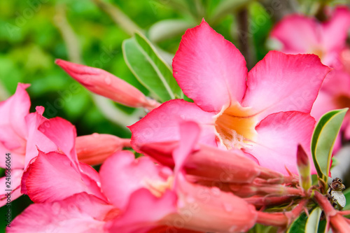 Fototapeta Naklejka Na Ścianę i Meble -  Adenium or desert rose,Impala Lily,Mock Azalea flower with background nature from the garden in spring day tropical design for wallpaper have copy space and text.