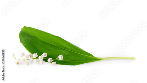Lily of the valley with leaf on white background