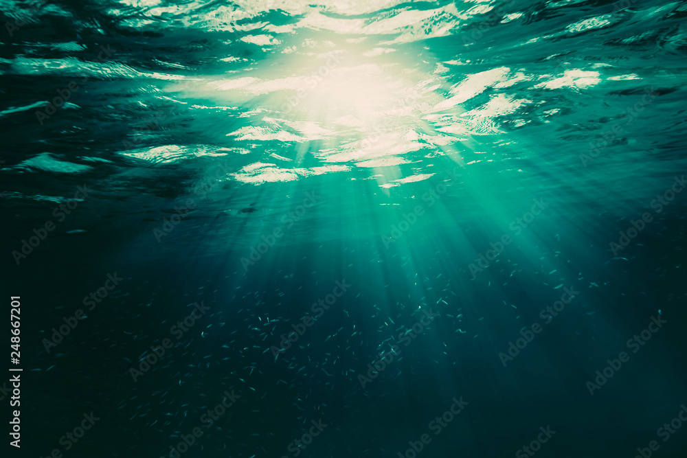 Underwater coral reef on the sea Underwater coral reef on the sea