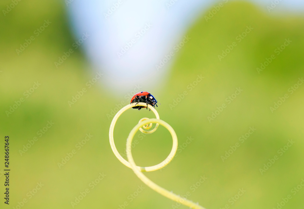 Fototapeta premium red ladybug crawling on green grass curved into a spiral on a summer Sunny meadow