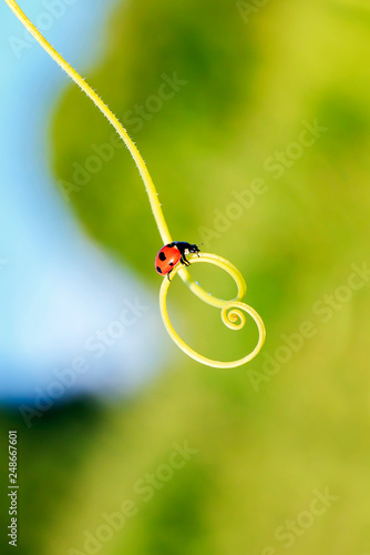 red ladybug crawling on the green grass in a spiral in the summer Sunny meadow