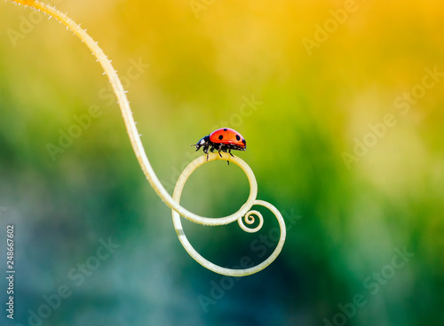a little red ladybug crawling on the green grass in a spiral in the summer meadow