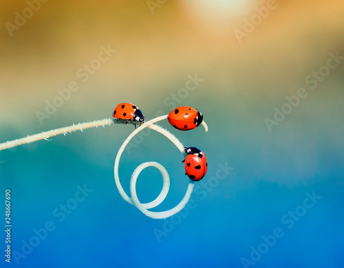 three red ladybugs crawling one after another on the green grass curved into a spiral in the summer Sunny meadow