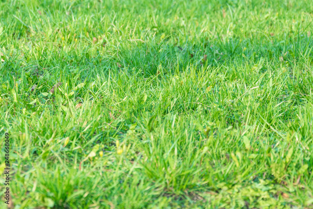 Background from green grass. Background from green grass.