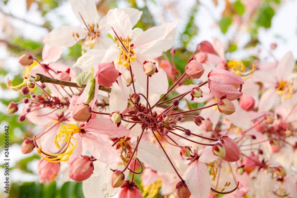 Cassia blossom pink flowers blossoming beautifully full of branches.
