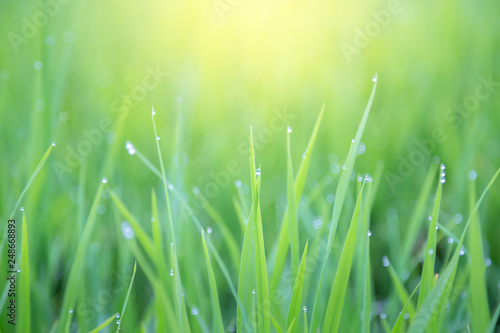 Water drops on fresh green grass with morning sunshine. Green grass background.