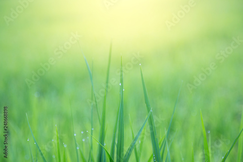 Fresh green grass with morning sunshine. Natural green background. 