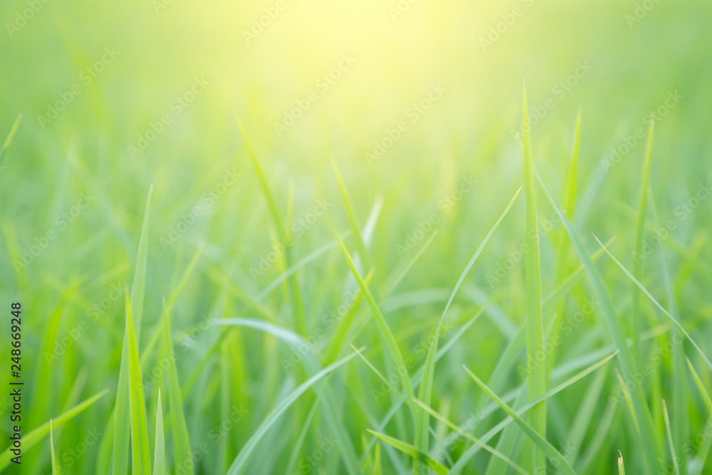 Fresh green grass with morning sunshine. Natural green background.