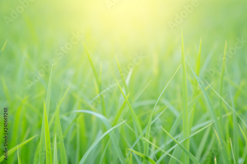 Fresh green grass with morning sunshine. Natural green background.