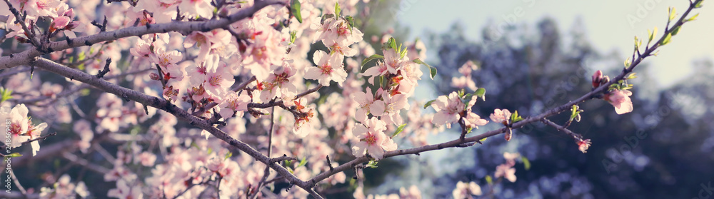 background of spring cherry blossoms tree. selective focus.