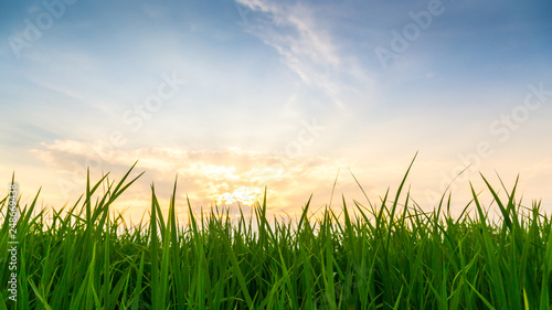 Beautiful green grass with sunrise sky background. 