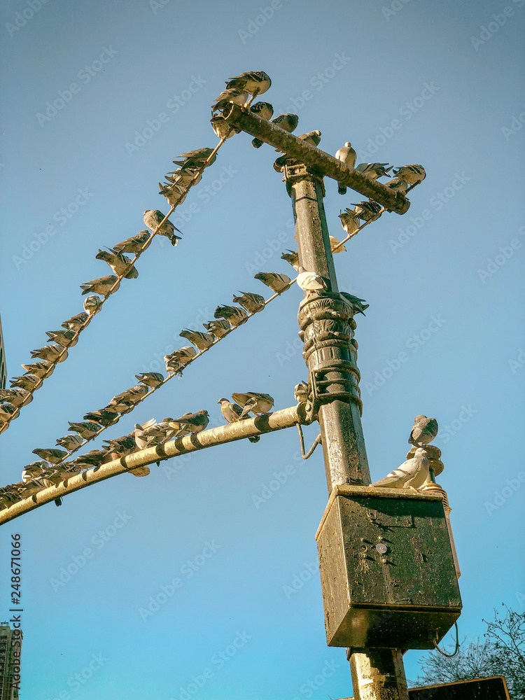 Fototapeta premium Traffic light post covered by pigeons