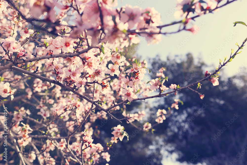 background of spring cherry blossoms tree. selective focus.