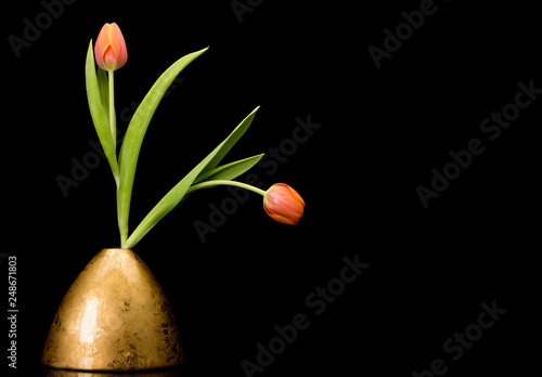 Two tulips in golden vase on black background