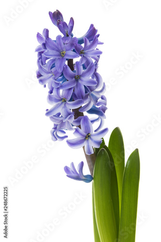 Common Hyacinth blossom closeup isolated on white background