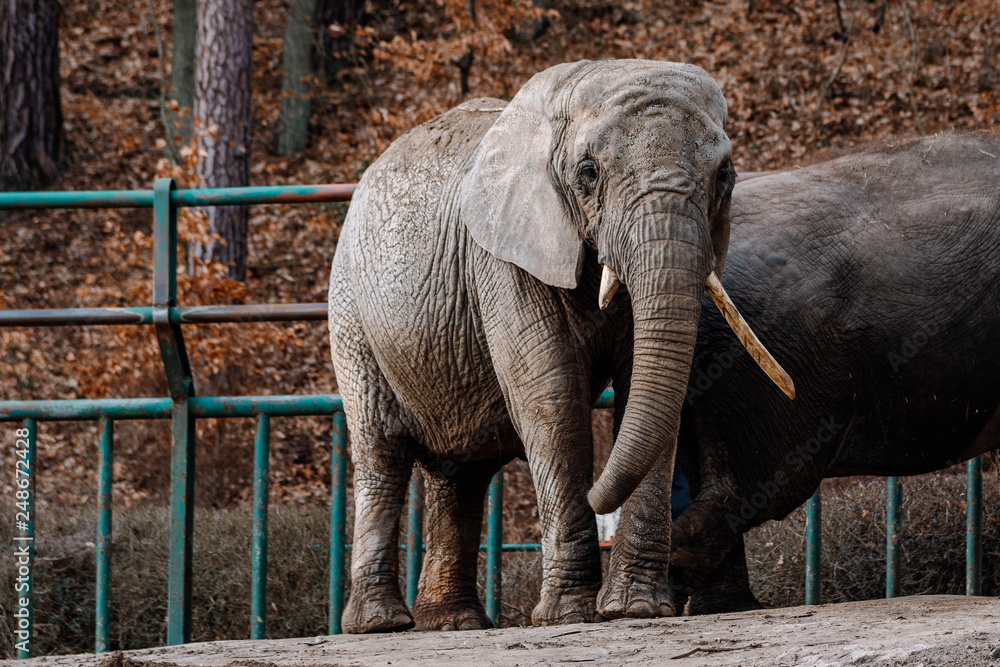 Fototapeta premium elephants in the zoo