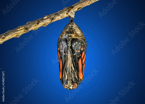 Monarch Chrysalis