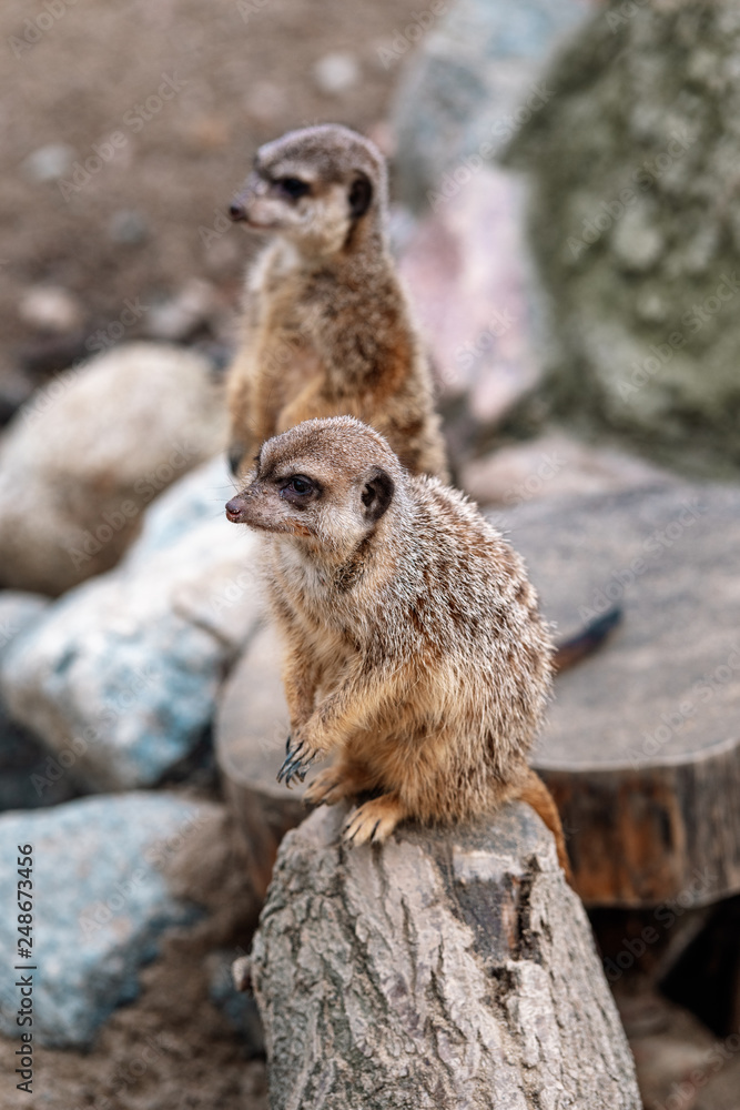 Fototapeta premium meerkats pose for a photo
