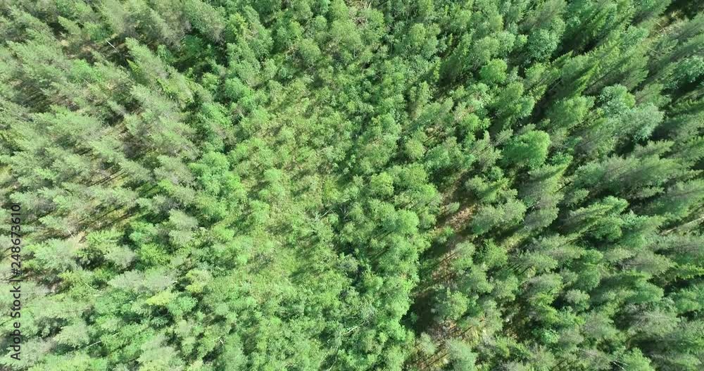 Aerial flyover of coniferous forest in Sweden Aerial flyover of coniferous forest in Sweden