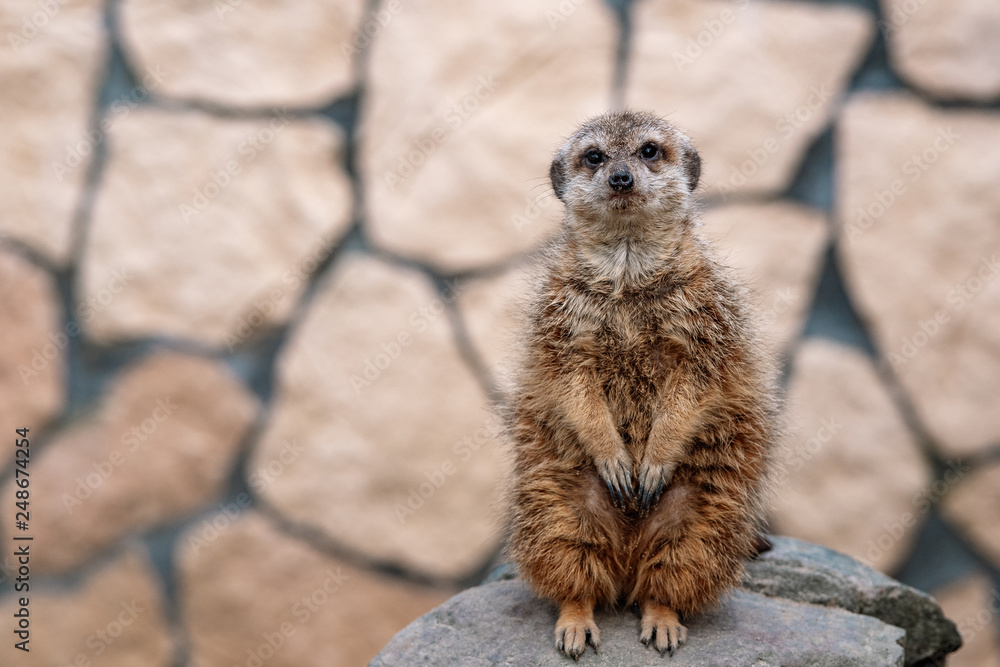 Fototapeta premium meerkats pose for a photo